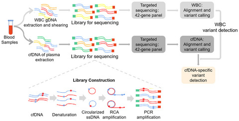 Mutation profiles in circulating cell-free DNA predict acquired resistance to olaparib in high-grade serous ovarian carcinoma