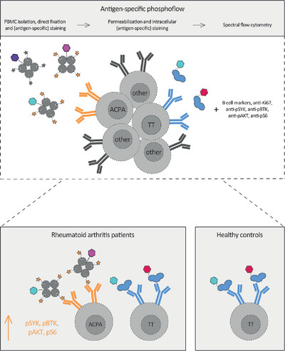 Increased Phosphorylation of Intracellular Signaling Molecules Indicates Continuous Activation of Human Autoreactive B-Cells
