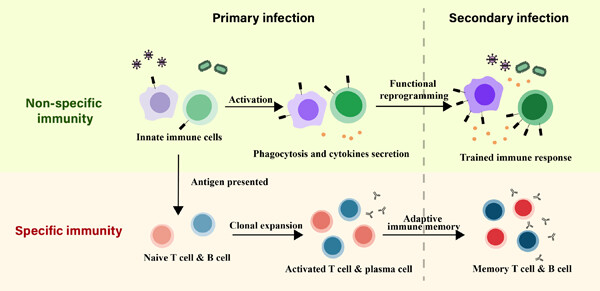 Advances in immune response to pulmonary infection: Nonspecificity, specificity and memory