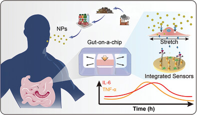 Gut-on-a-Chip Reveals Enhanced Peristalsis Reduces Nanoplastic-Induced Inflammation