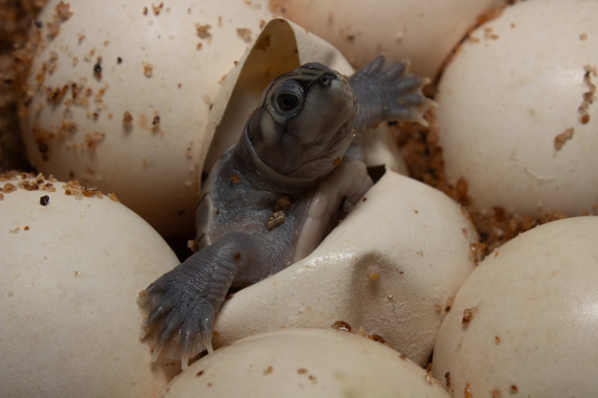 Prehatch Calls and Coordinated Birth in Turtles