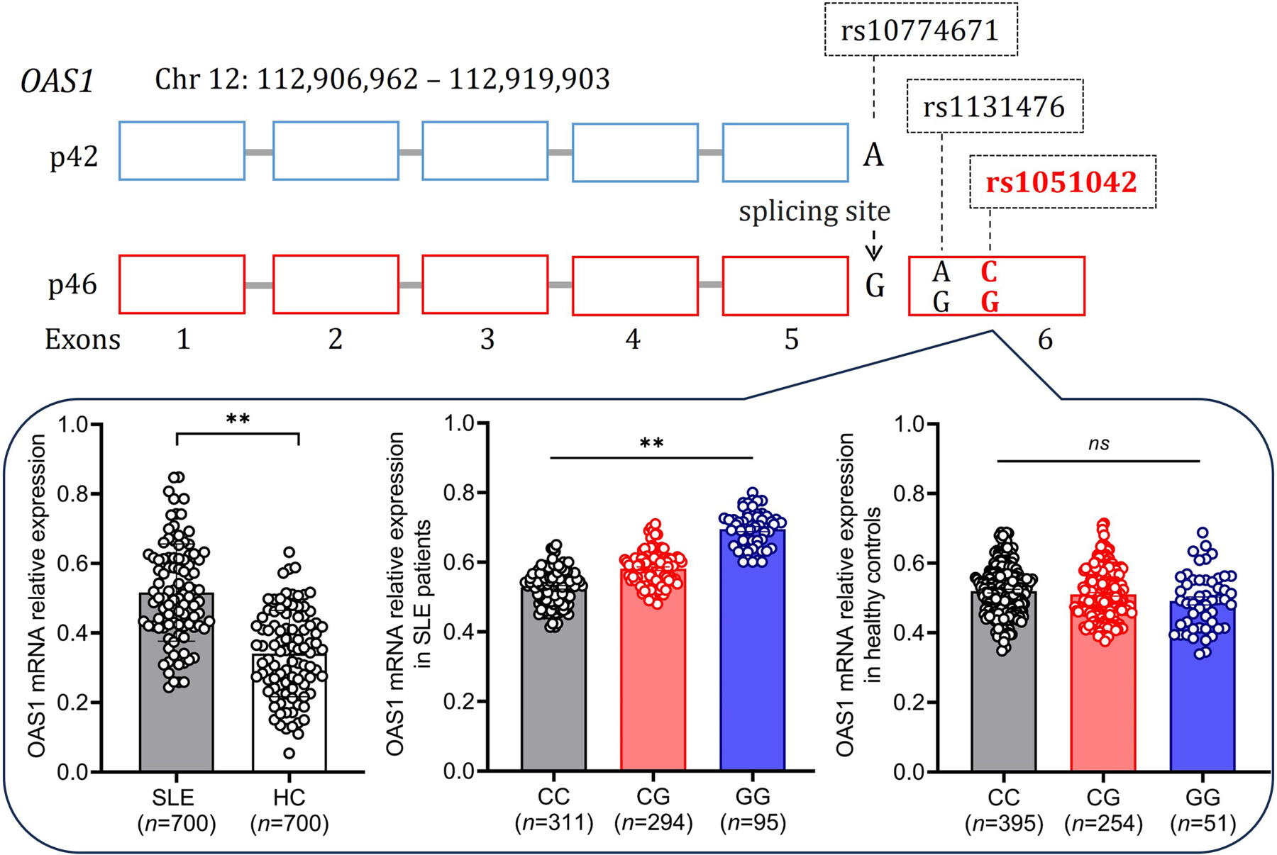Association of OAS1 rs1051042 polymorphism with genetic susceptibility and clinical phenotypes to systemic lupus erythematosus in a Chinese population Issue ,