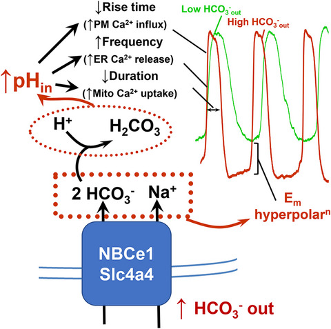 Bicarbonate ion transport by the electrogenic Na+/HCO3− cotransporter, NBCe1, is required for normal electrical slow-wave activity in mouse small intestine