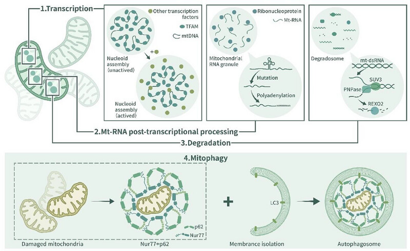 Phase Separation Regulates Metabolism, Mitochondria, and Diseases
