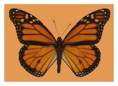 Details are in the caption following the image