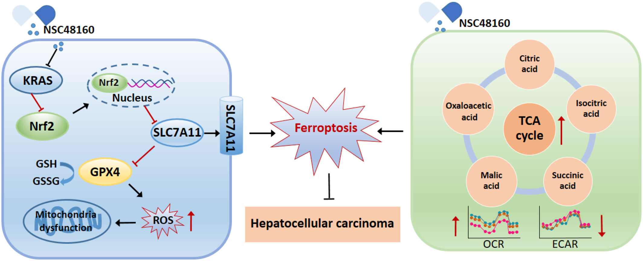 Targeting KRAS Sensitizes Ferroptosis by Coordinately Regulating the TCA Cycle and Nrf2-SLC7A11-GPX4 Signaling in Hepatocellular Carcinoma