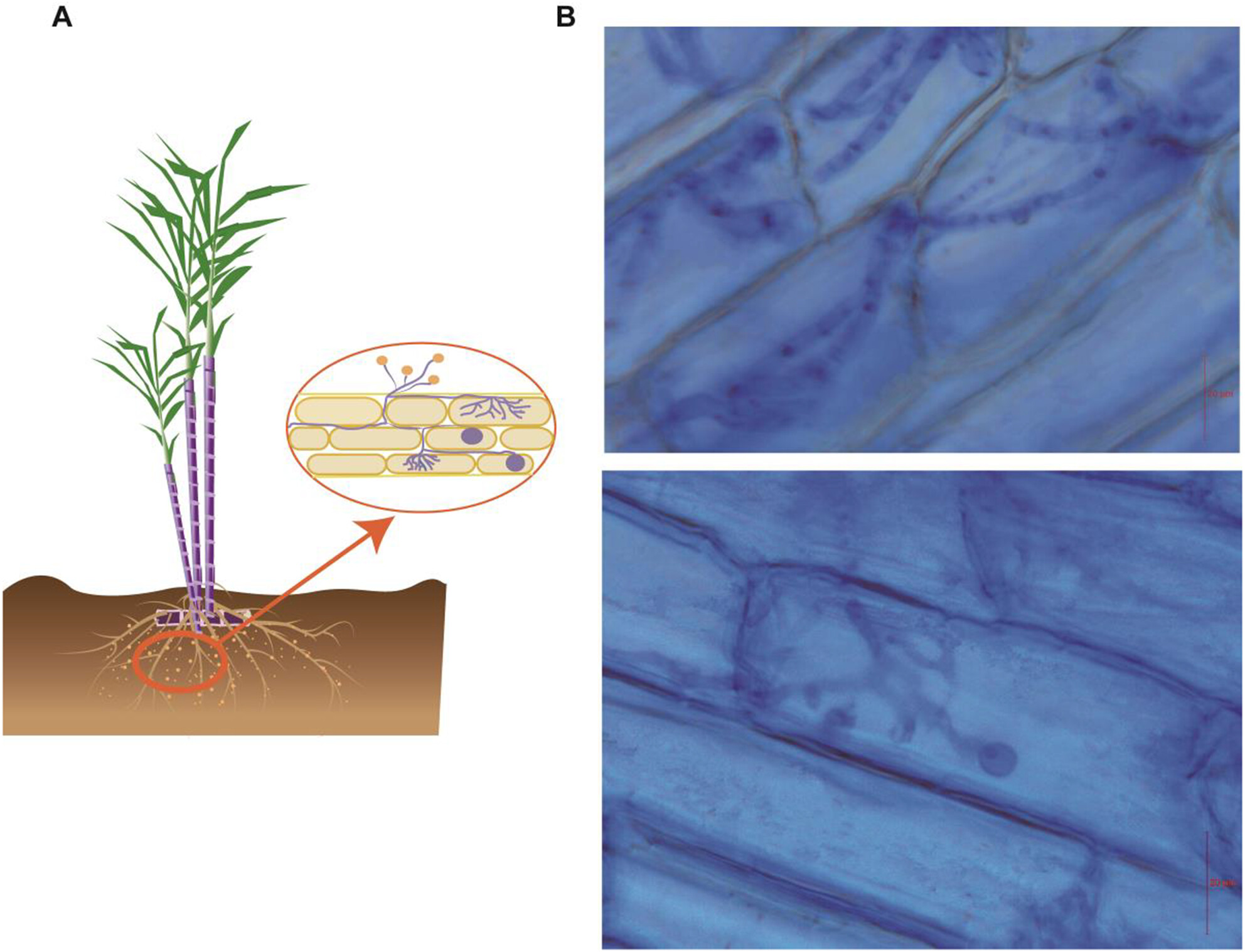 Transcriptome and WGCNA Reveal the Key Genes of Arbuscular Mycorrhizal Fungi in Regulating Sugarcane Growth and Nutrient Absorption