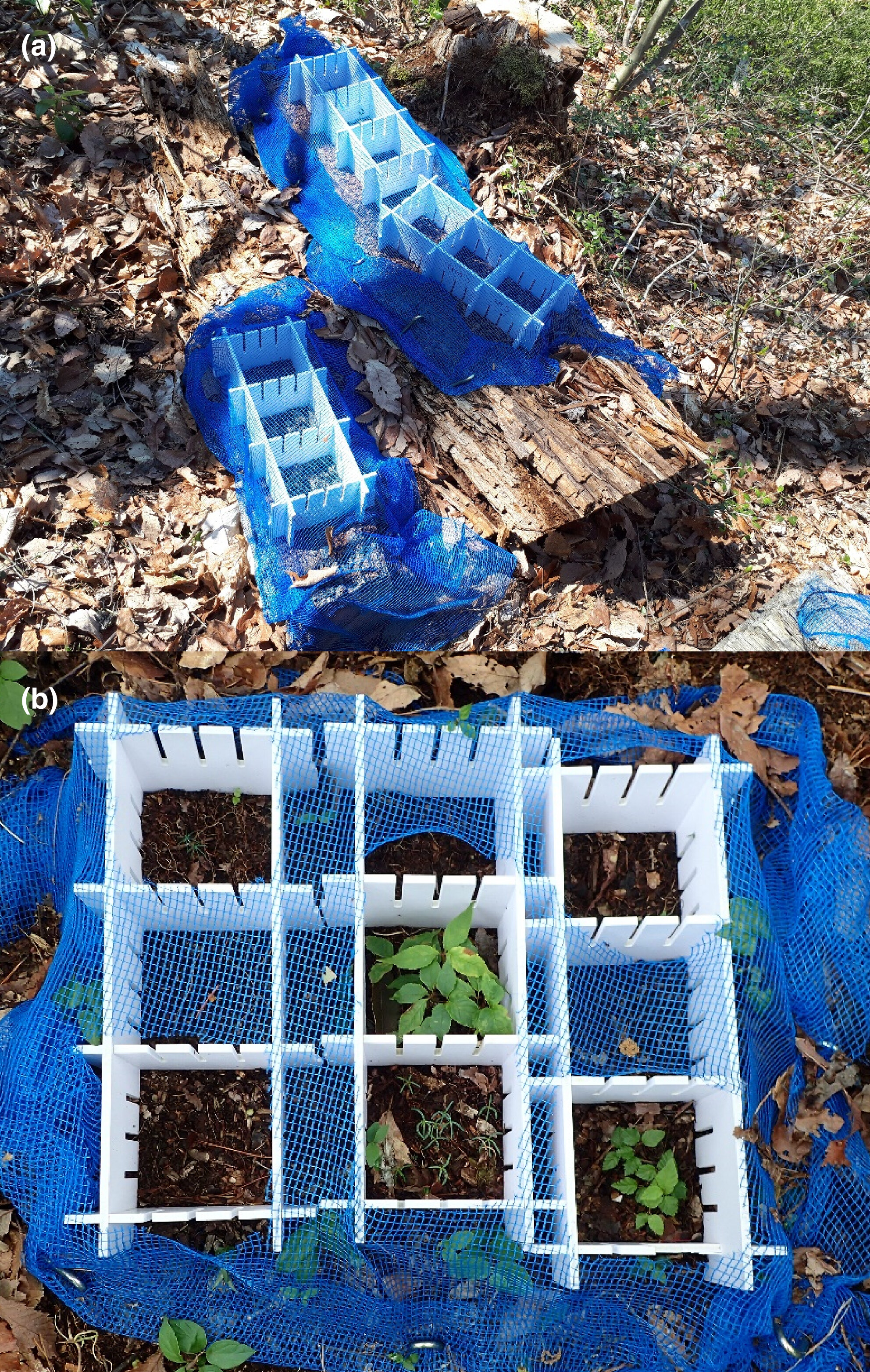 Factors associated with seedling establishment on logs of different fungal decay types—A seed-sowing experiment