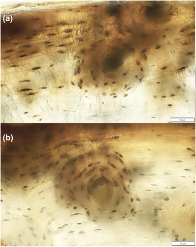 Details are in the caption following the image Details are in the caption following the image