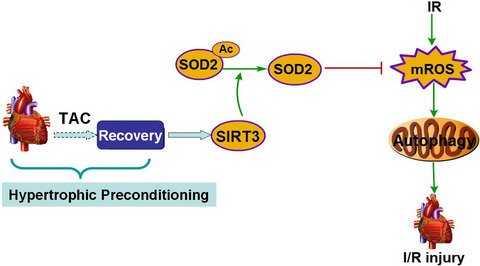 Hypertrophic Preconditioning Attenuates Myocardial Ischaemia-Reperfusion Injury by Modulating SIRT3-SOD2-mROS-Dependent Autophagy