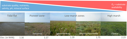 Unrecognized controls on microbial functioning in Blue Carbon ecosystems: The role of mineral enzyme stabilization and allochthonous substrate supply