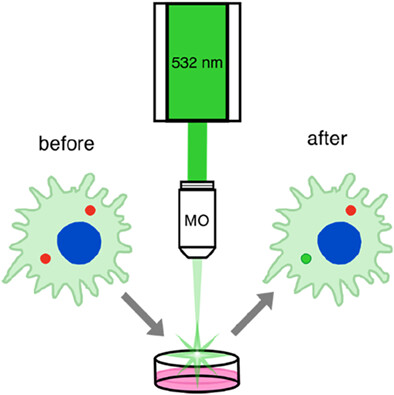 Fluorescent polymer markers photoconvertible with a 532 nm laser for individual cell labeling