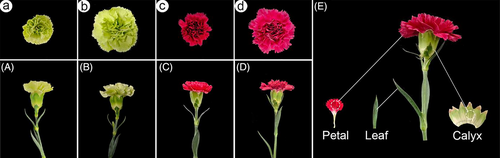 Details are in the caption following the image Details are in the caption following the image