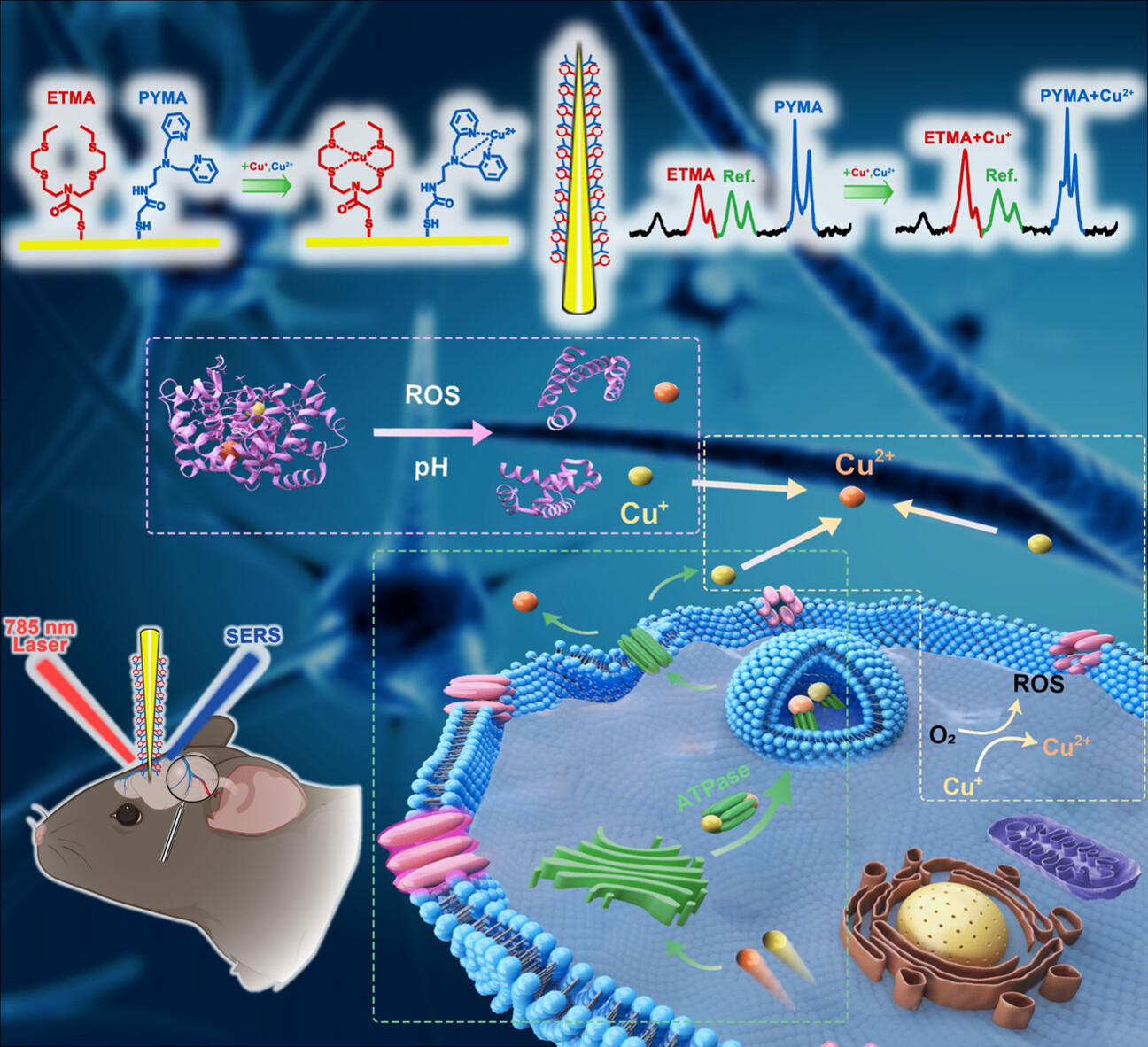 Real-time Tracking and Sensing of Cu+ and Cu2+ with a Single SERS Probe in the Live Brain: Toward Understanding Why Copper Ions Were Increased upon Ischemia