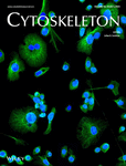 Cytoskeleton