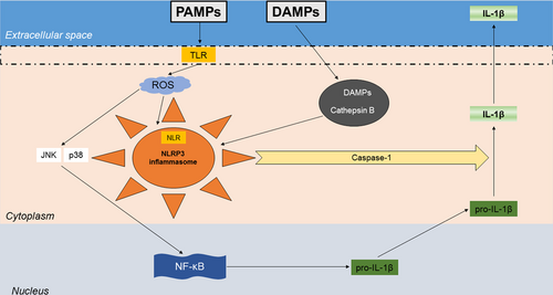Details are in the caption following the image Details are in the caption following the image