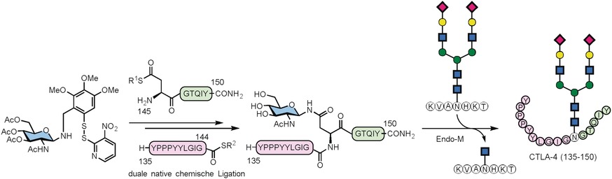 N-Linked Glycosyl Auxiliary-Mediated Native Chemical Ligation on Aspartic Acid: Application towards N-Glycopeptide Synthesis