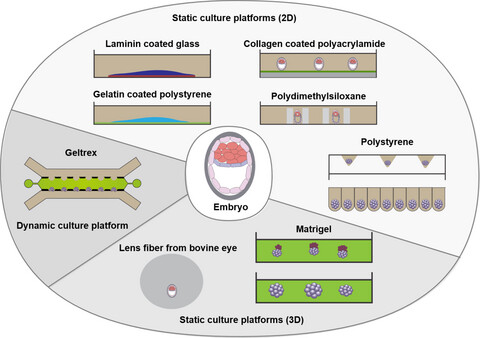 Bioengineered microenvironment to culture early embryos