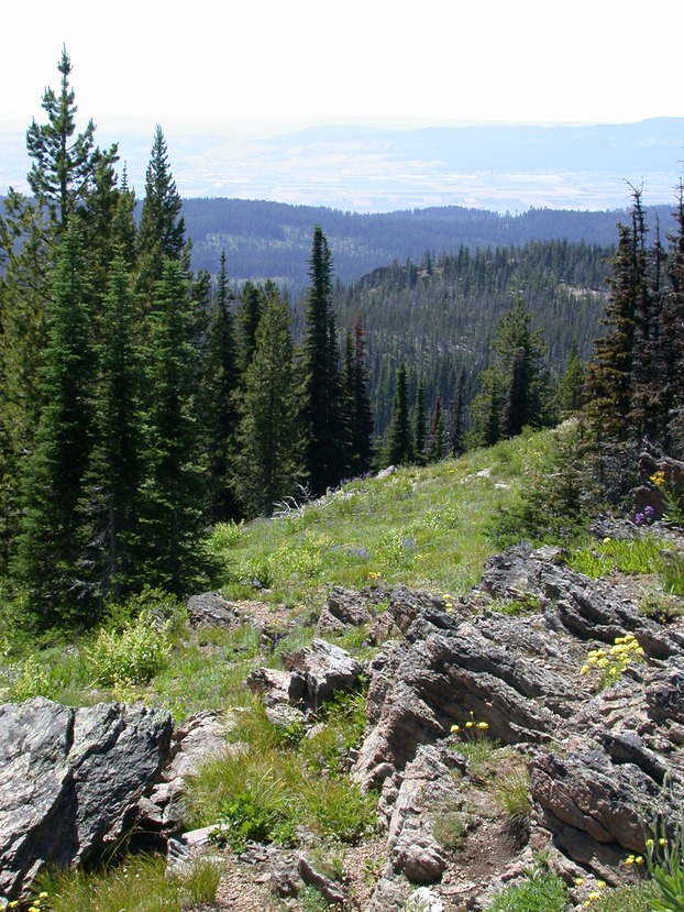 Contrasting distribution patterns of invasive and naturalized non-native species along environmental gradients in a semi-arid montane ecosystem