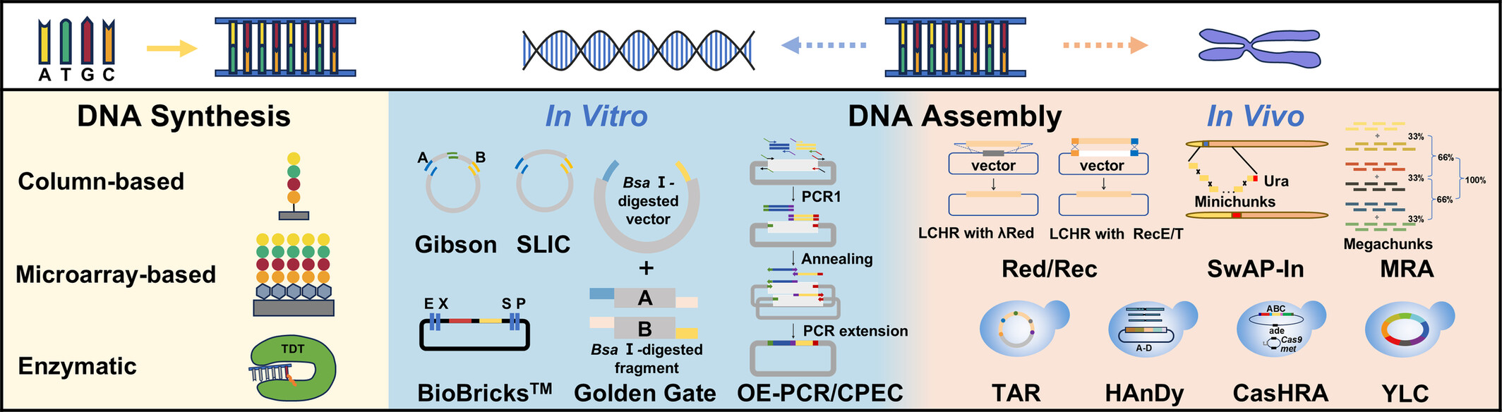 DNA Synthesis and Assembly Technologies: From Oligonucleotides to Complete Genomes