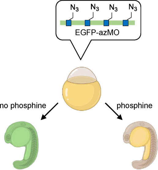 Direct Activation of Nucleobases with Small Molecules for the Conditional Control of Antisense Function
