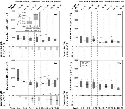 Ecosystem carbon response of an Arctic peatland to simulated permafrost thaw