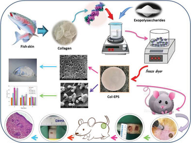 The Effect of Rainbow Trout (Oncorhynchus mykiss) Collagen Incorporated with Exo-Polysaccharides Derived from Rhodotorula mucilaginosa sp. on Burn Healing