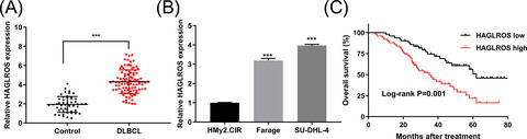 Long non-coding RNA HAGLROS promotes the development of diffuse large B-cell lymphoma via suppressing miR-100