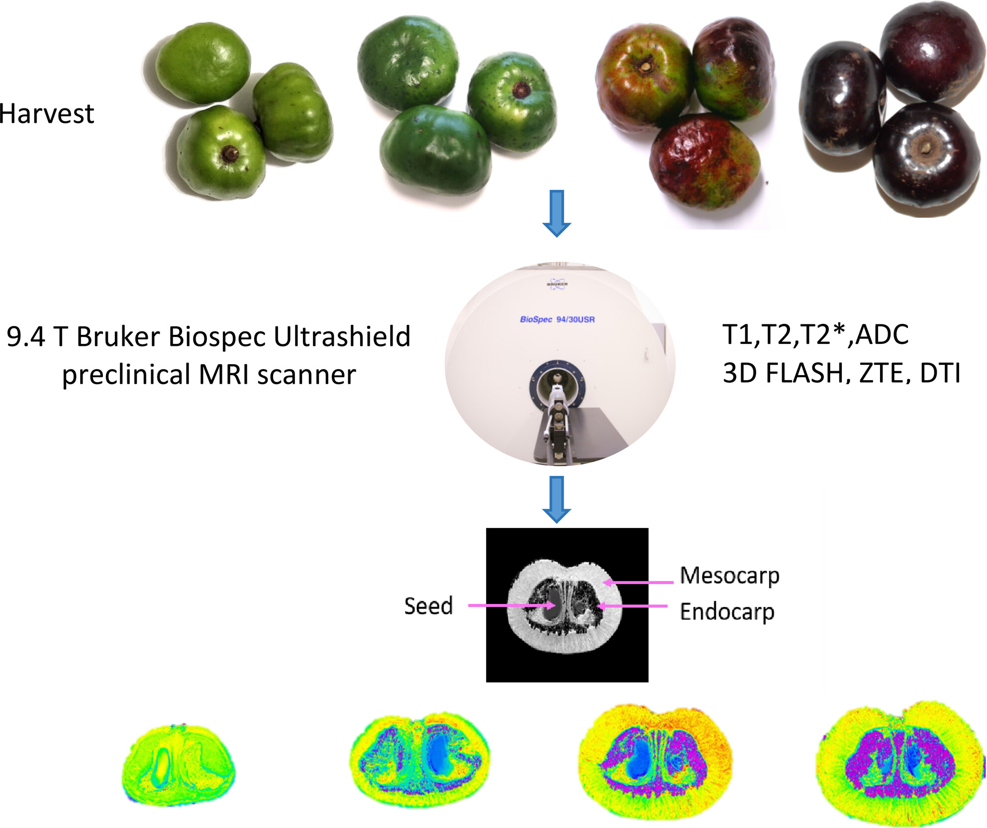 Magnetic Resonance Imaging of Burdekin Plum During Fruit Development