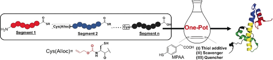 Triple Function of 4-Mercaptophenylacetic Acid Promotes One-Pot Multiple Peptide Ligation