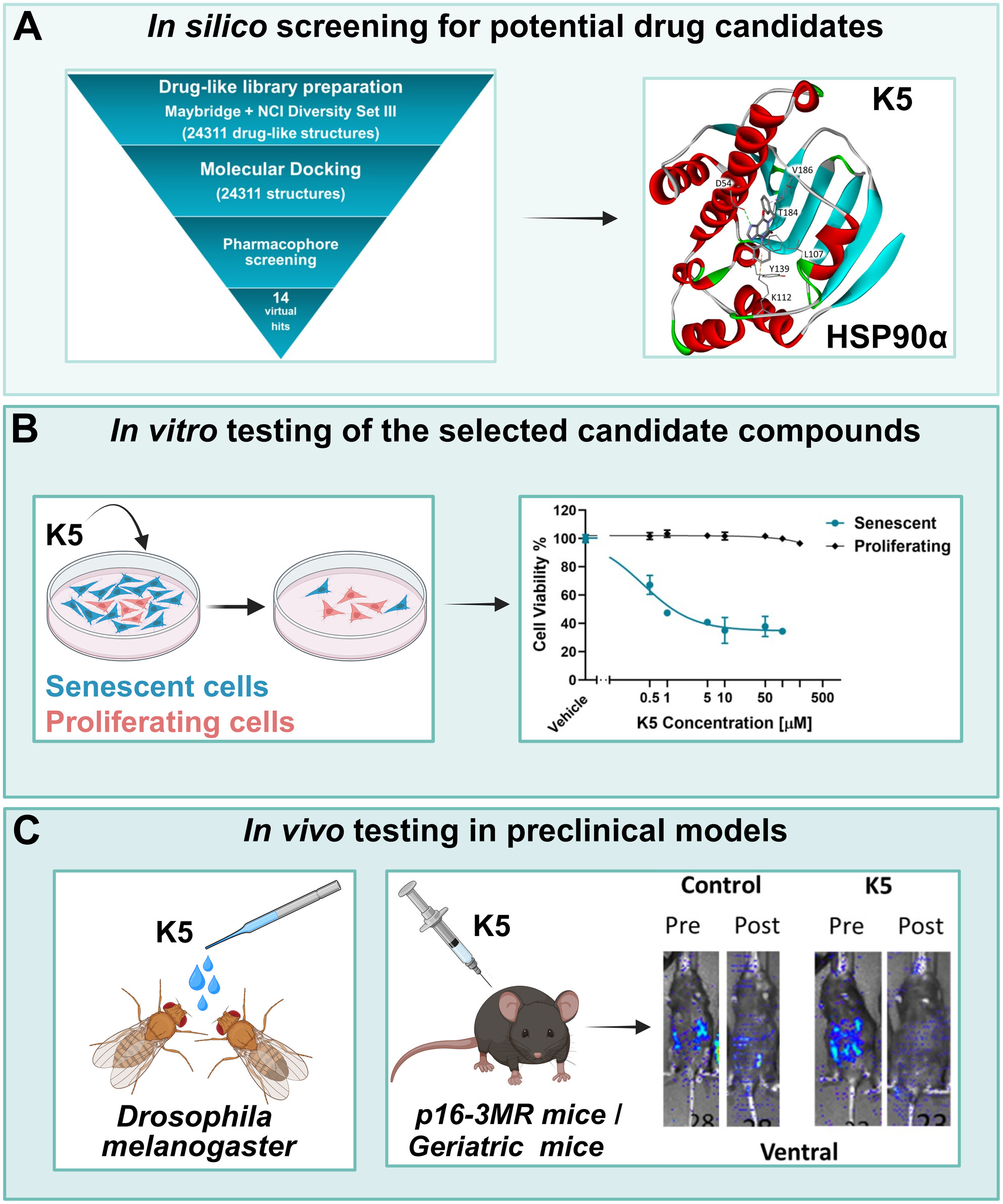 A Xanthine Derivative With Novel Heat Shock Protein 90-Alpha Inhibitory and Senolytic Properties