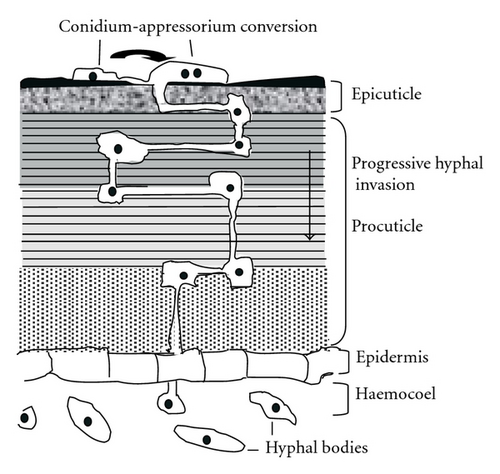 Details are in the caption following the image Details are in the caption following the image