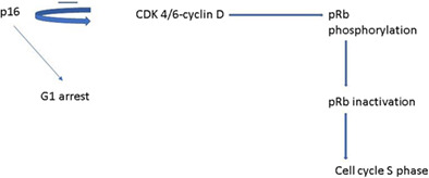 Expression and role of p16 and GLUT1 in malignant diseases and lung cancer: A review