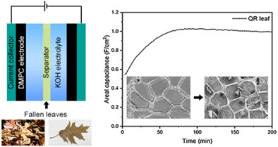 Trash to treasure: Fallen leaves as separators for supercapacitors