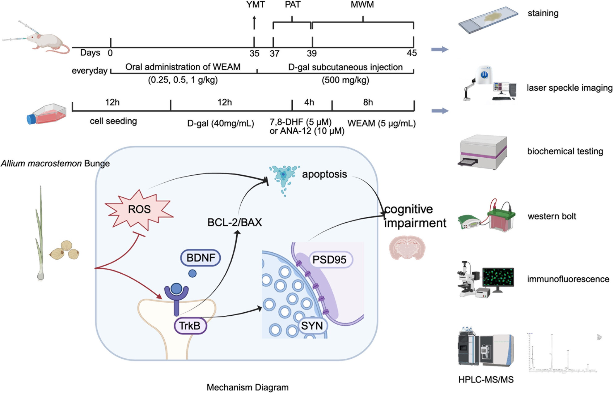 Allium Macrostemon Bge. Attenuates the Cognitive Decline of Aging Mice by Enhancing BDNF/TrkB Pathway
