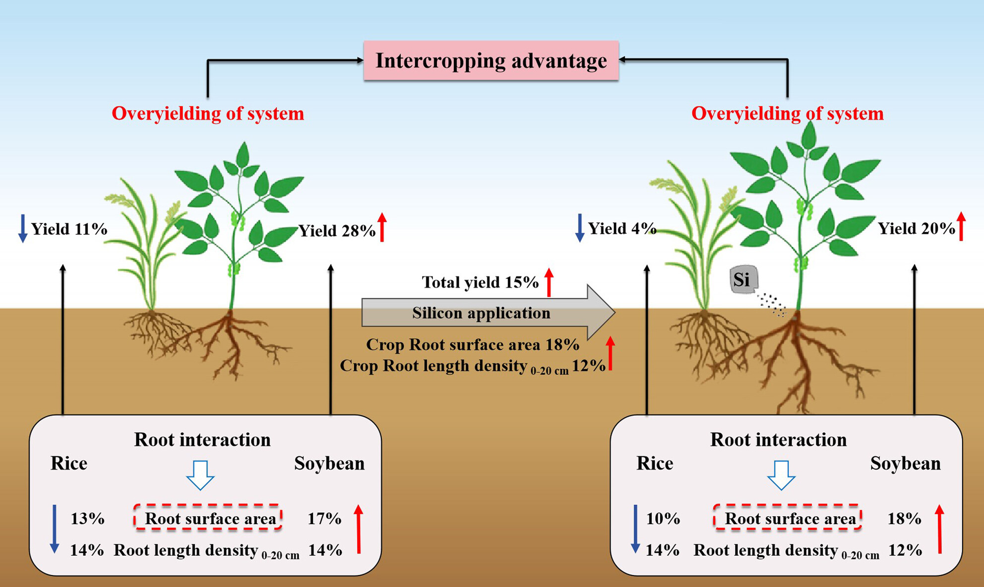 Silicon Enhances Yield in Dry-Cultivated Rice/Soybean Intercropping Systems by Altering Root Morphology and Distribution