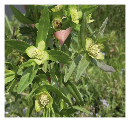 Details are in the caption following the image