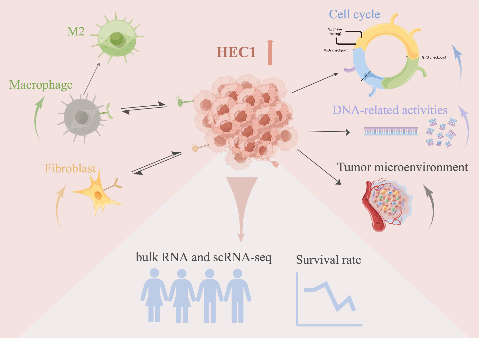 NDC80/HEC1 promotes macrophage polarization and predicts glioma prognosis via single-cell RNA-seq and in vitro experiment