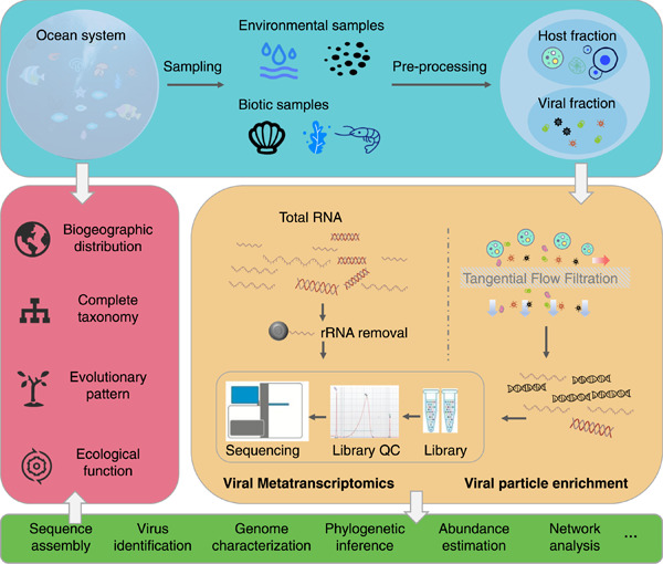 Over two decades of research on the marine RNA virosphere