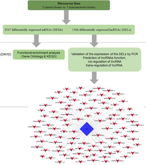 E2F4 may be a core transcription factor in the lncRNA-TF regulatory network in cervical cancer