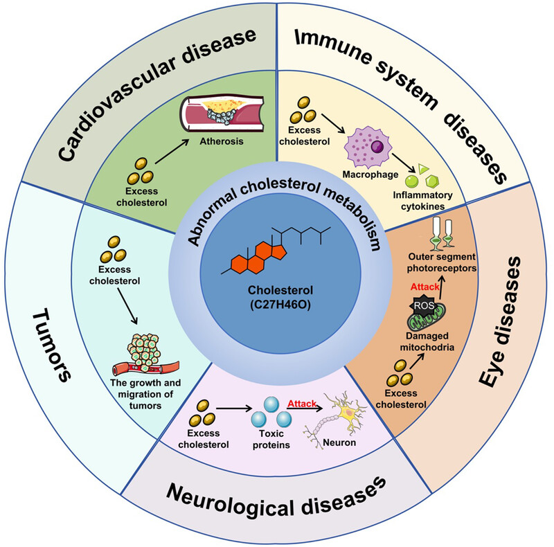 Cholesterol metabolism: physiological regulation and diseases