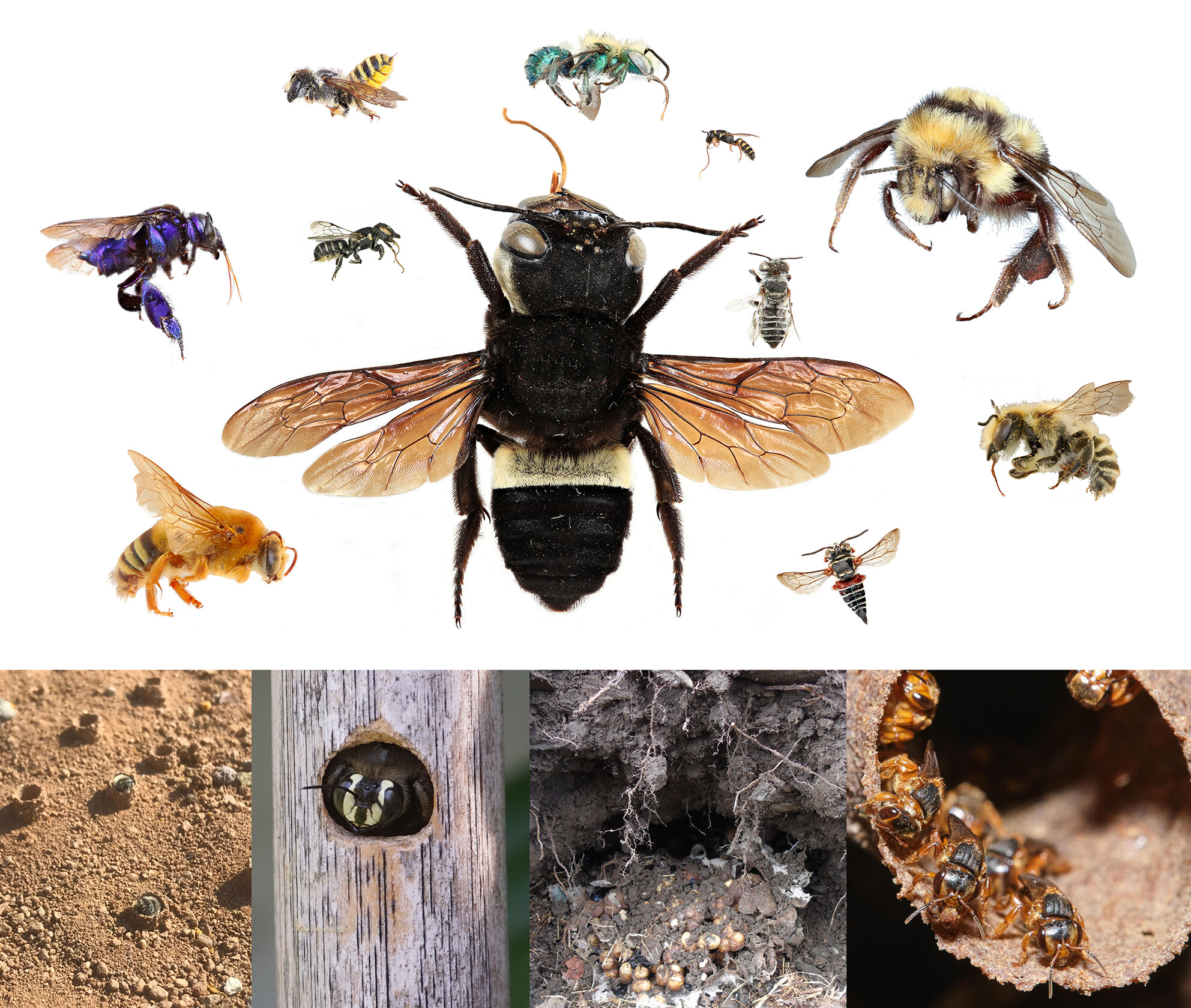 Toward a Functional Trait Approach to Bee Ecology