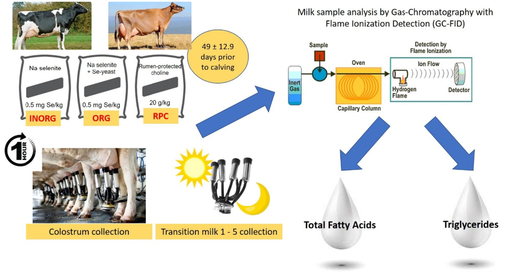 Triglyceride and fatty acid composition of bovine colostrum and transition milk in pasture-based dairy cows supplemented prepartum with inorganic selenium, organic selenium or rumen-protected choline