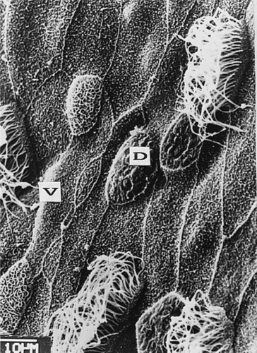 Details are in the caption following the image