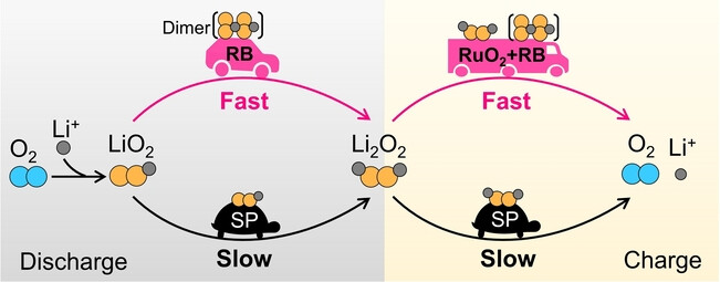 New Reaction Pathway of Superoxide Disproportionation Induced by a Soluble Catalyst in Li-O2 Batteries