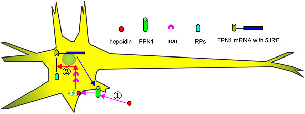 Hepcidin and iron regulatory proteins coordinately regulate ferroportin 1 expression in the brain of mice