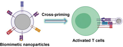 Biomimetic Nanoparticles Enabled by Cascade Cell Membrane Coating for Direct Cross-Priming of T Cells