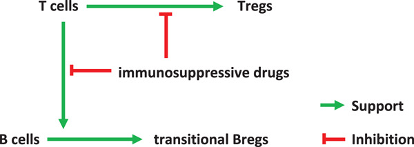 Relationship of transitional regulatory B and regulatory T cells and immunosuppressive drug doses in stable renal transplant recipients