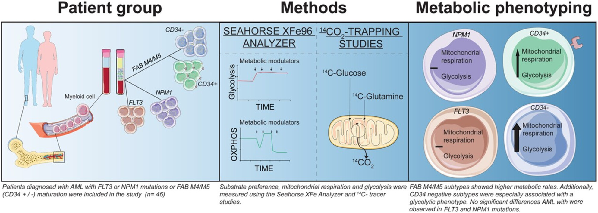 Mapping of Functional Metabolic Phenotypes in Acute Myeloid Leukemia