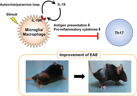 Interleukin-19 ameliorates experimental autoimmune encephalitis